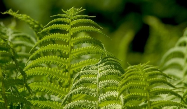 Foto - NASA da tavsiye ediyor! Evin havasını temizleyen 9 bitki