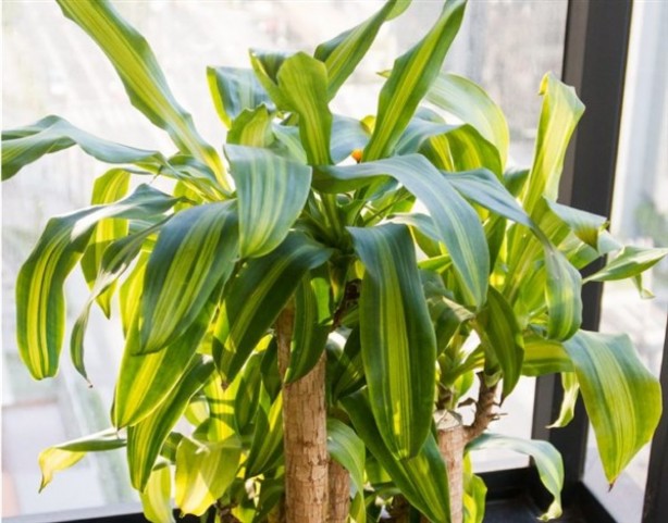 Foto - NASA da tavsiye ediyor! Evin havasını temizleyen 9 bitki