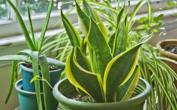 Foto - NASA da tavsiye ediyor! Evin havasını temizleyen 9 bitki