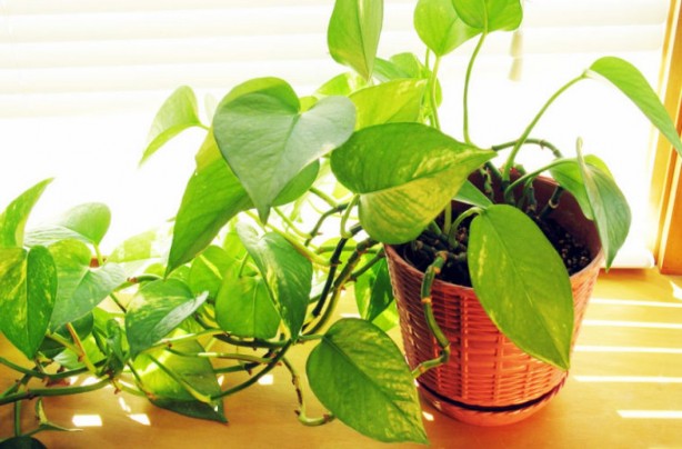 Foto - NASA da tavsiye ediyor! Evin havasını temizleyen 9 bitki