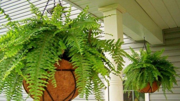 Foto - NASA da tavsiye ediyor! Evin havasını temizleyen 9 bitki