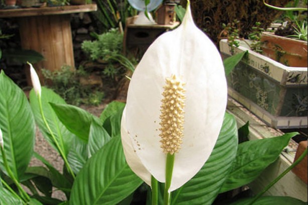 Foto - NASA da tavsiye ediyor! Evin havasını temizleyen 9 bitki