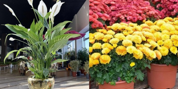 Foto - NASA duyurdu! İşaret ederek tavsiye ediyor: Etkisini kimse bilmiyor! Önemli rol oynayan bitkiler belli oldu 