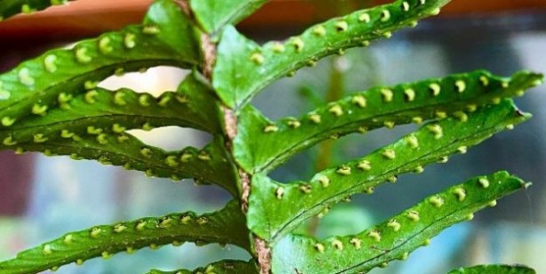 Foto - NASA duyurdu! İşaret ederek tavsiye ediyor: Etkisini kimse bilmiyor! Önemli rol oynayan bitkiler belli oldu 