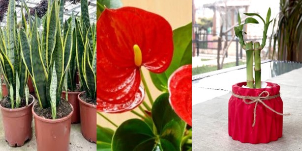 Foto - NASA duyurdu! İşaret ederek tavsiye ediyor: Etkisini kimse bilmiyor! Önemli rol oynayan bitkiler belli oldu 