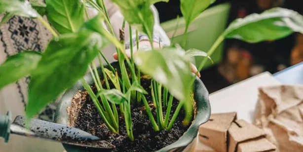 Foto - NASA duyurdu! İşaret ederek tavsiye ediyor: Etkisini kimse bilmiyor! Önemli rol oynayan bitkiler belli oldu 