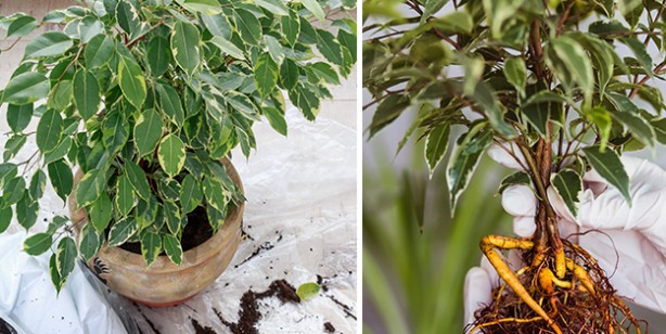 Foto - NASA duyurdu! İşaret ederek tavsiye ediyor: Etkisini kimse bilmiyor! Önemli rol oynayan bitkiler belli oldu 