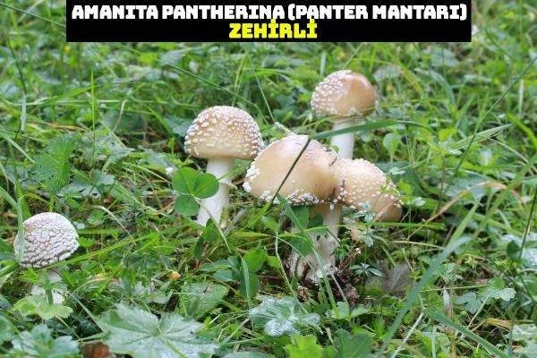 Foto - Nasıl ayırt edilebiliyor? İşte dünyanın en tehlikeli mantarı