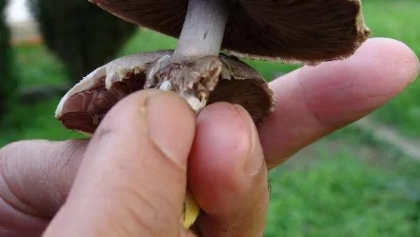 Foto - Nasıl ayırt edilebiliyor? İşte dünyanın en tehlikeli mantarı