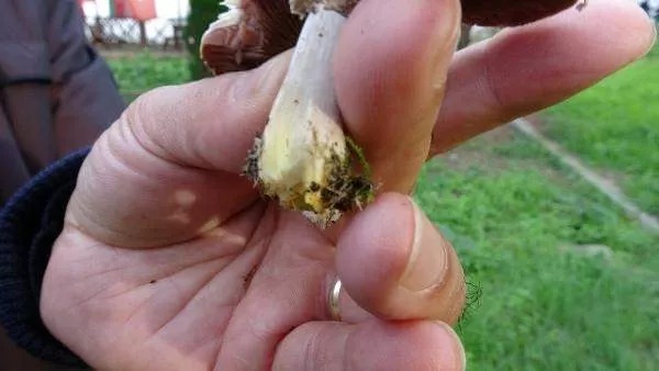 Foto - Nasıl ayırt edilebiliyor? İşte dünyanın en tehlikeli mantarı