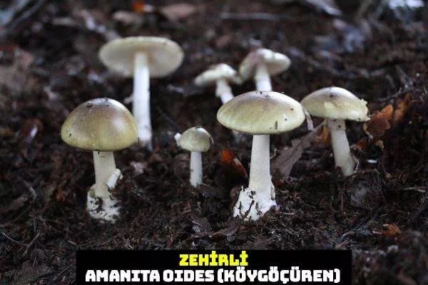 Foto - Nasıl ayırt edilebiliyor? İşte dünyanın en tehlikeli mantarı