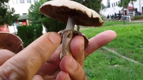 Foto - Nasıl ayırt edilebiliyor? İşte dünyanın en tehlikeli mantarı