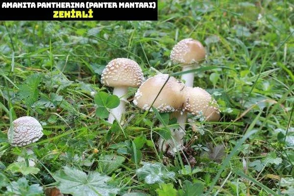 Foto - Nasıl ayırt edilebiliyor? İşte dünyanın en tehlikeli mantarı