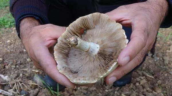 Foto - Nasıl ayırt edilebiliyor? İşte dünyanın en tehlikeli mantarı