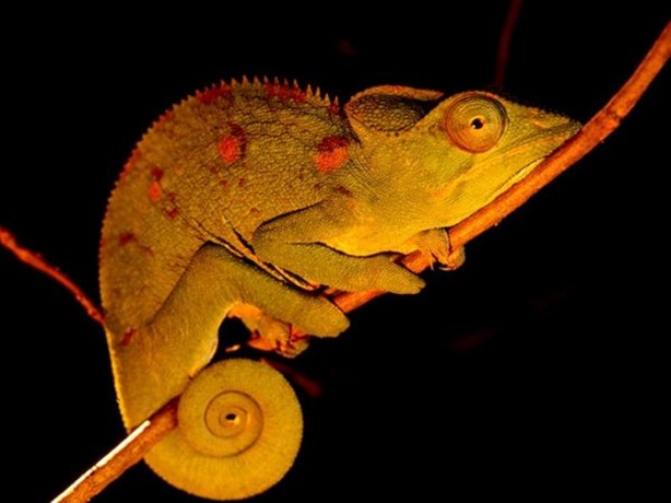 Foto - Nasıl renk değiştiriyorlar?