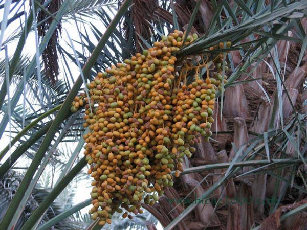 Foto - Nasıl yetiştiklerini görünce hayret edeceksiniz