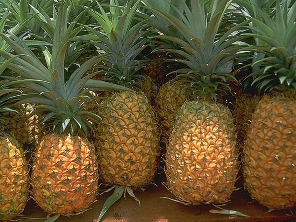 Foto - Nasıl yetiştiklerini görünce hayret edeceksiniz