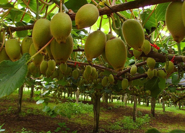 Foto - Nasıl yetiştiklerini görünce hayret edeceksiniz