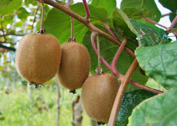 Foto - Nasıl yetiştiklerini görünce hayret edeceksiniz
