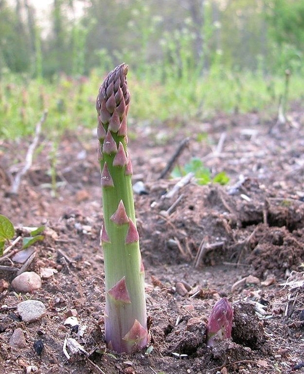 Foto - Nasıl yetiştiklerini görünce hayret edeceksiniz