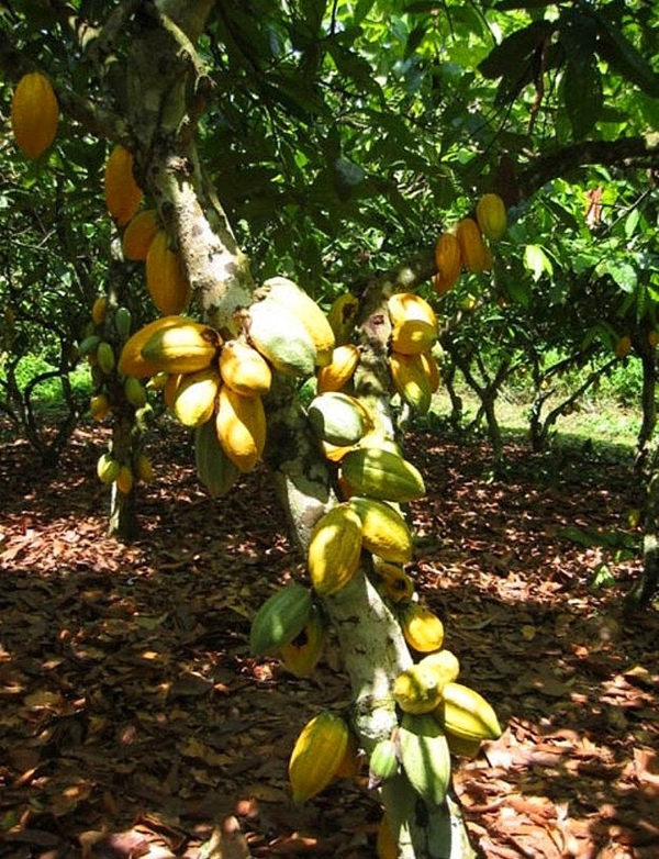 Foto - Nasıl yetiştiklerini görünce hayret edeceksiniz