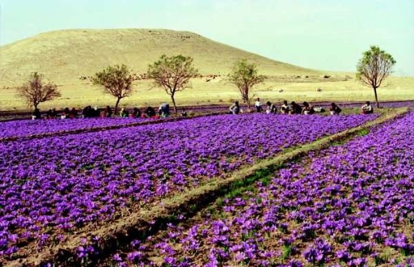 Foto - Nasıl yetiştiklerini görünce hayret edeceksiniz