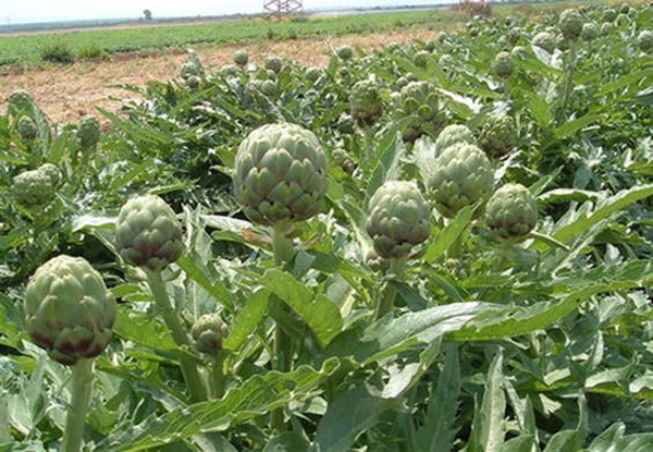 Foto - Nasıl yetiştiklerini görünce hayret edeceksiniz
