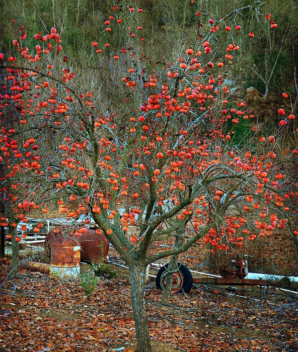 Foto - Nasıl yetiştiklerini görünce hayret edeceksiniz