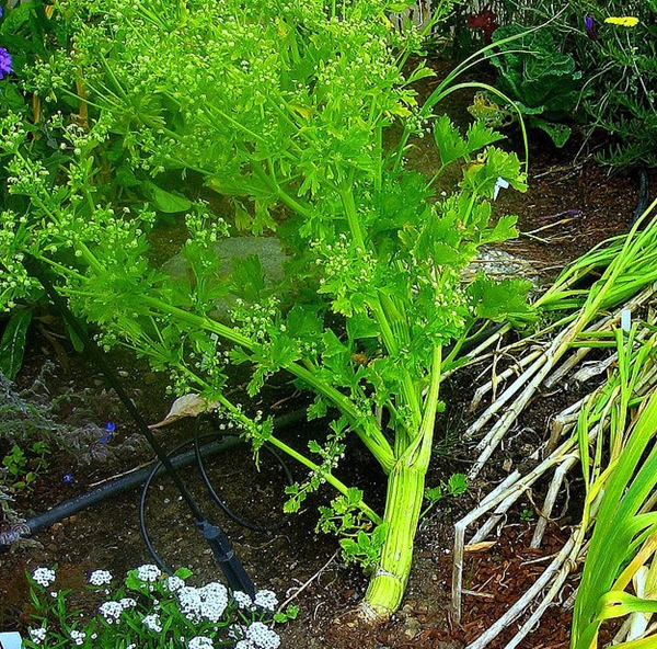 Foto - Nasıl yetiştiklerini görünce hayret edeceksiniz