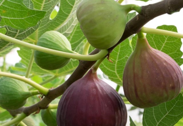 Foto - Nasır bir günde nasıl geçer? İşte cevabı!