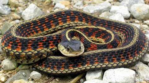 Foto - Ne Afrika ne de Hindistan burası Türkiye! Dev yılanları görünce kaçacak yer aradılar... O ilimizde yılan istilası başladı!
