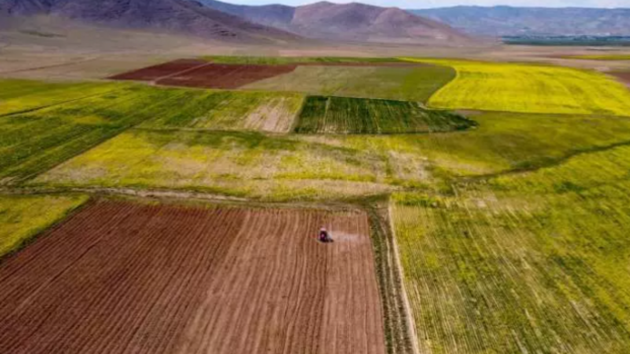 Ne altın ne de gümüş: Bir koyanın parası 10 kat arttı!