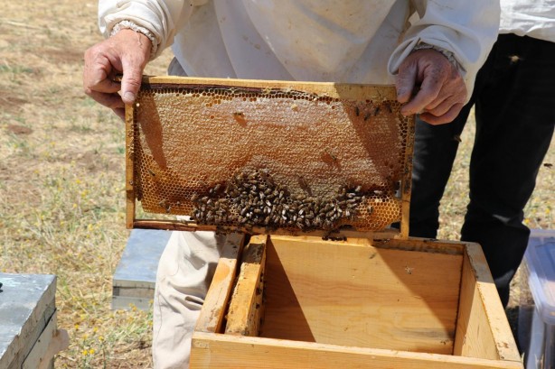 Ne Anzer ne de deli bal! İşte Türkiye’nin Avrupa Birliği coğrafi işaretli tek balı: O ilimizin balı Avrupa’ya damga vurdu