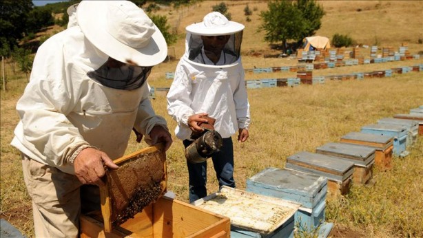 Foto - Ne Anzer ne de deli bal! İşte Türkiye’nin Avrupa Birliği coğrafi işaretli tek balı: O ilimizin balı Avrupa’ya damga vurdu
