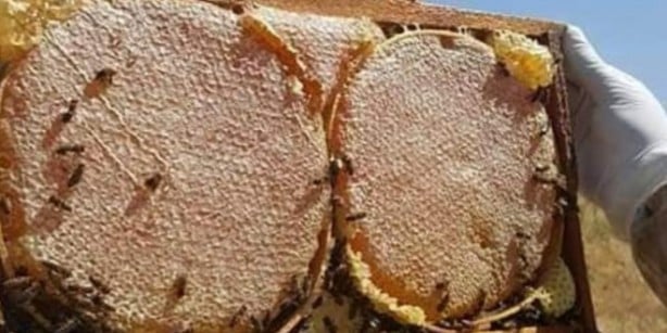 Foto - Ne Anzer ne de deli bal! İşte Türkiye’nin Avrupa Birliği coğrafi işaretli tek balı: O ilimizin balı Avrupa’ya damga vurdu