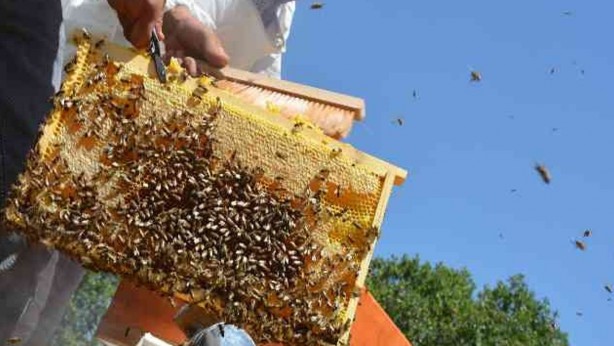 Foto - Ne Anzer ne de deli bal! İşte Türkiye’nin Avrupa Birliği coğrafi işaretli tek balı: O ilimizin balı Avrupa’ya damga vurdu