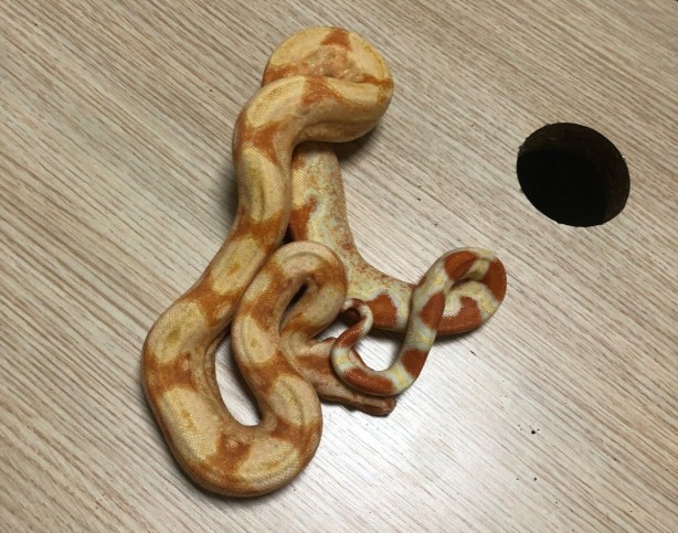 Ne ararsan var! İstanbul merkezli 14 ilde tropik hayvan kaçakçılarına operasyon! 