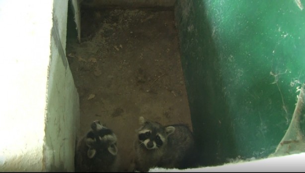 Foto - Ne ararsan var! İstanbul merkezli 14 ilde tropik hayvan kaçakçılarına operasyon! 