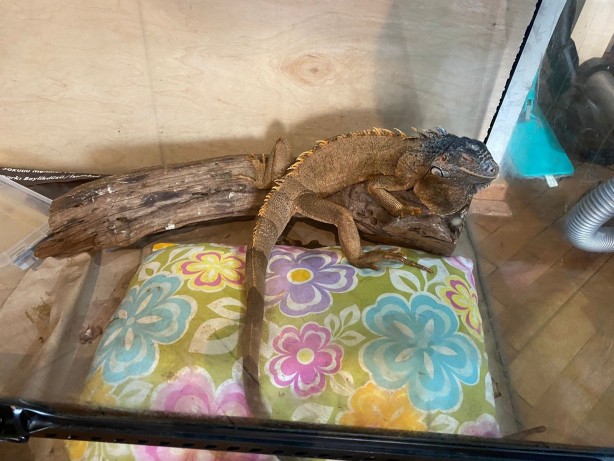 Foto - Ne ararsan var! İstanbul merkezli 14 ilde tropik hayvan kaçakçılarına operasyon! 