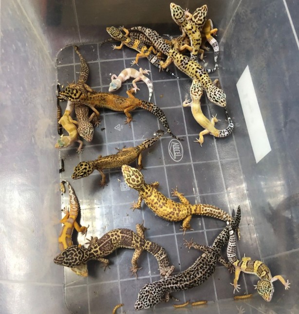 Foto - Ne ararsan var! İstanbul merkezli 14 ilde tropik hayvan kaçakçılarına operasyon! 