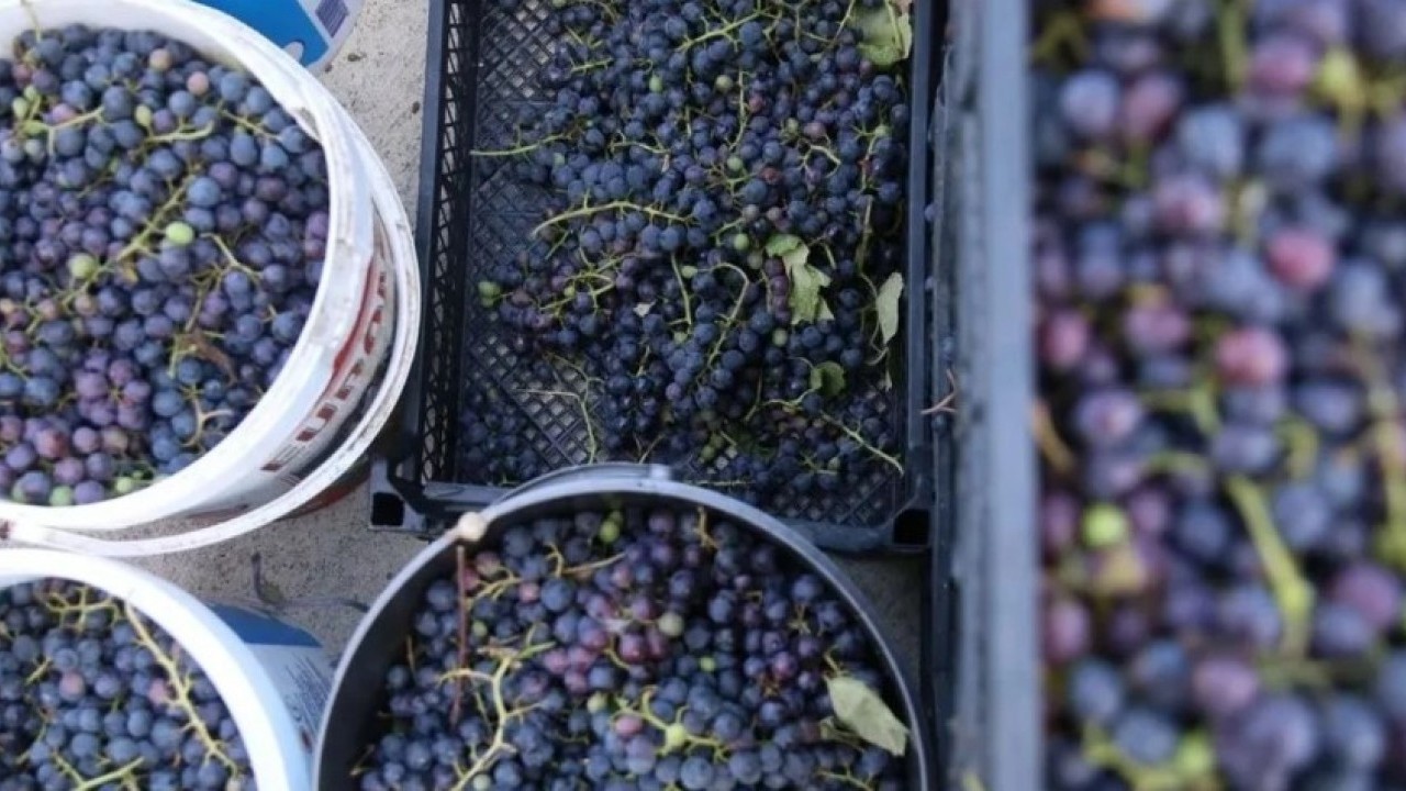 Foto - Ne fındık ne salep! Ünye'nin yeni gözdesi tonlarca satılıyor