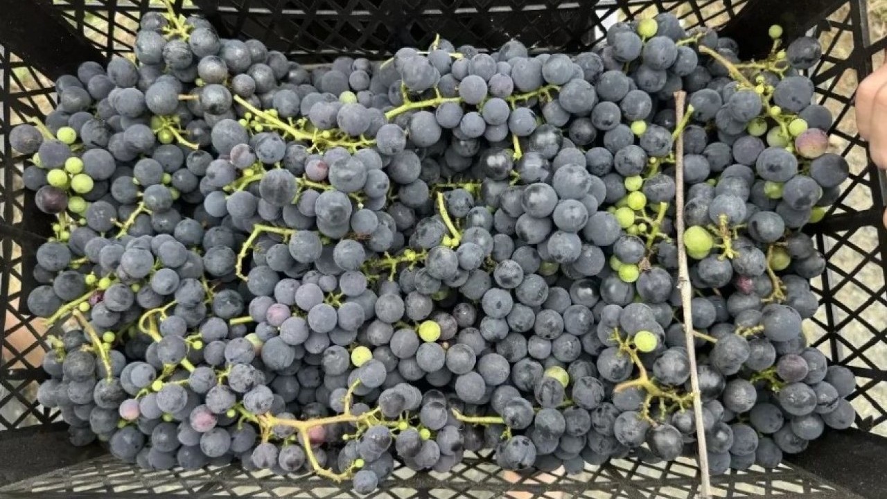 Foto - Ne fındık ne salep! Ünye'nin yeni gözdesi tonlarca satılıyor