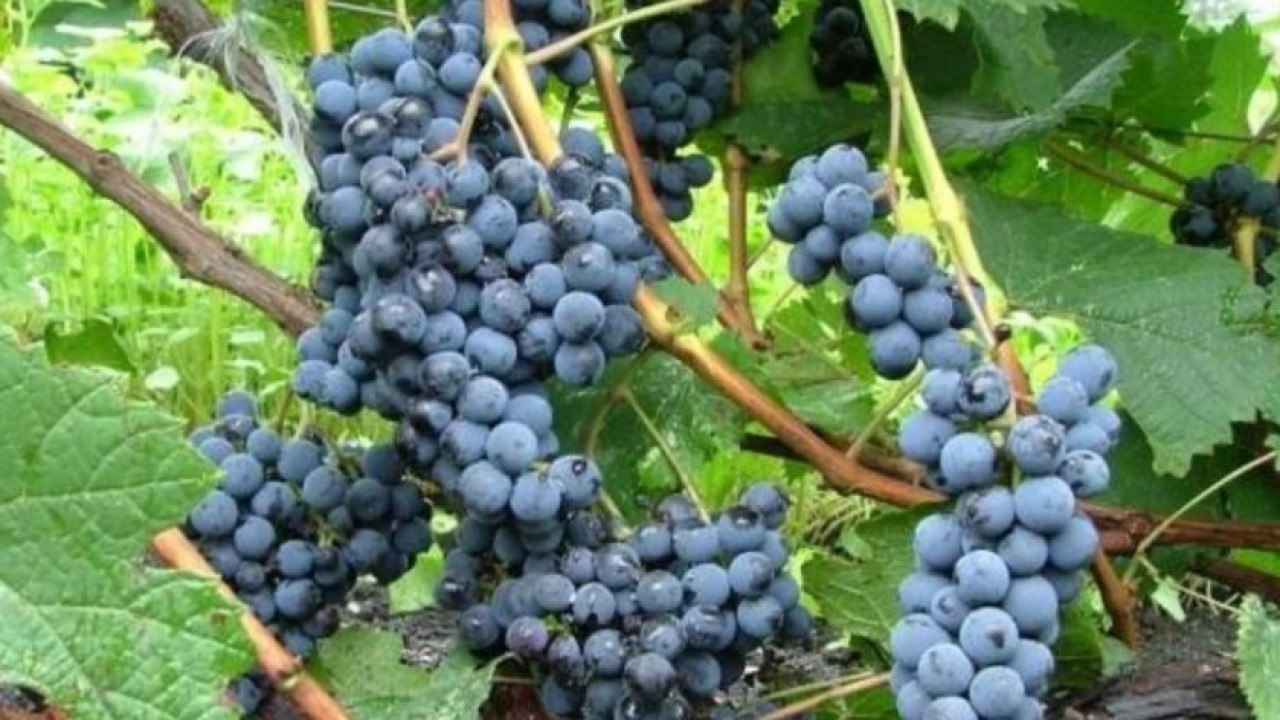 Foto - Ne fındık ne salep! Ünye'nin yeni gözdesi tonlarca satılıyor