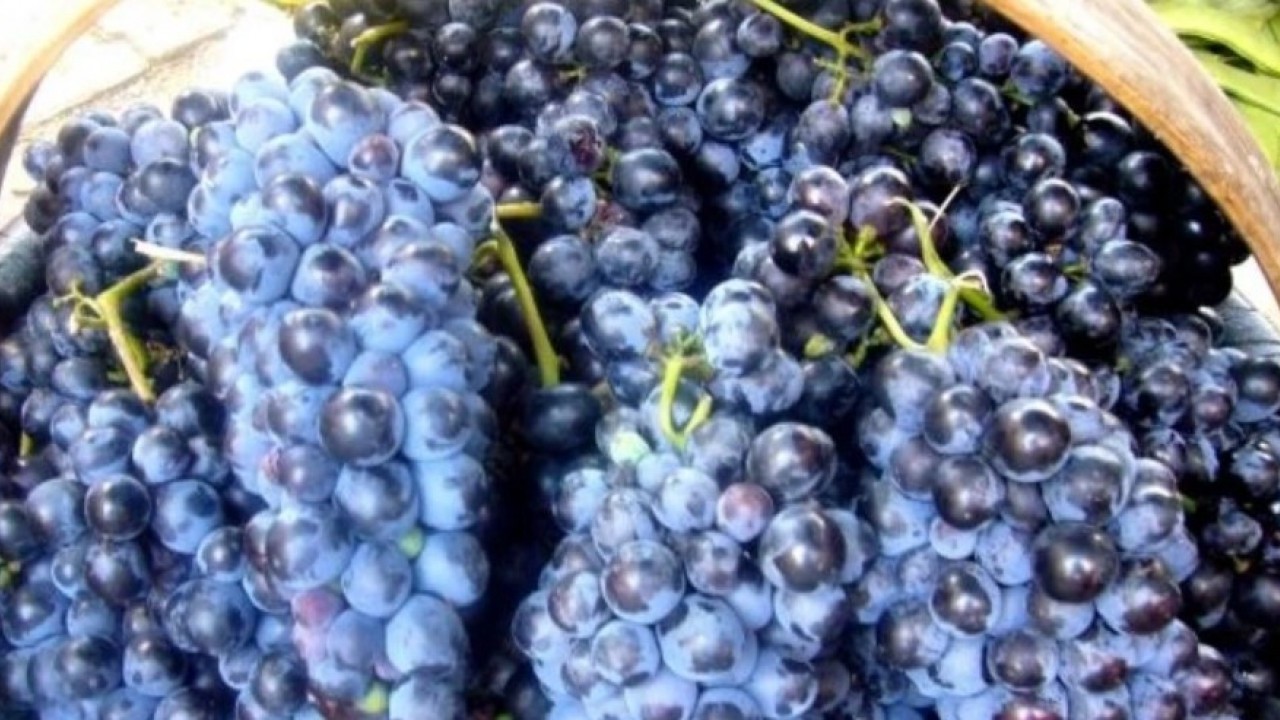 Foto - Ne fındık ne salep! Ünye'nin yeni gözdesi tonlarca satılıyor