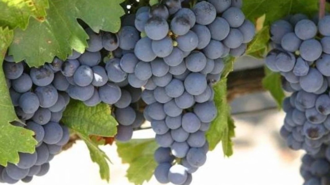 Foto - Ne fındık ne salep! Ünye'nin yeni gözdesi tonlarca satılıyor