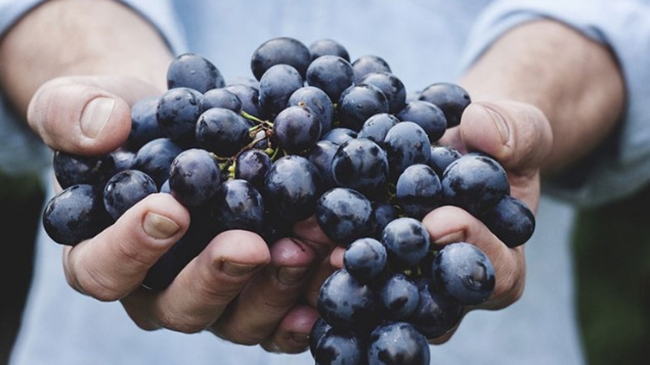 Ne fındık ne salep! Ünye'nin yeni gözdesi tonlarca satılıyor