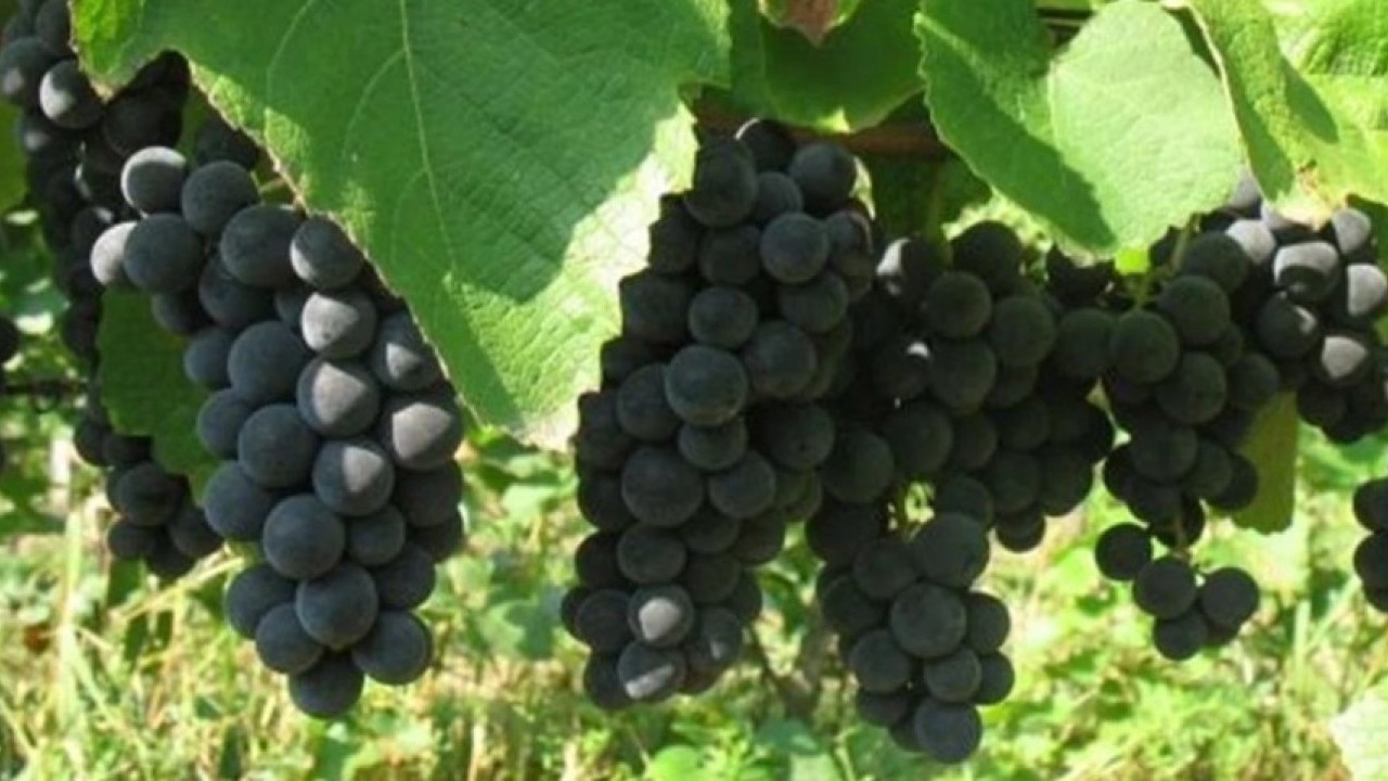 Foto - Ne fındık ne salep! Ünye'nin yeni gözdesi tonlarca satılıyor