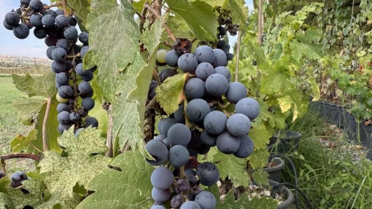 Foto - Ne fındık ne salep! Ünye'nin yeni gözdesi tonlarca satılıyor