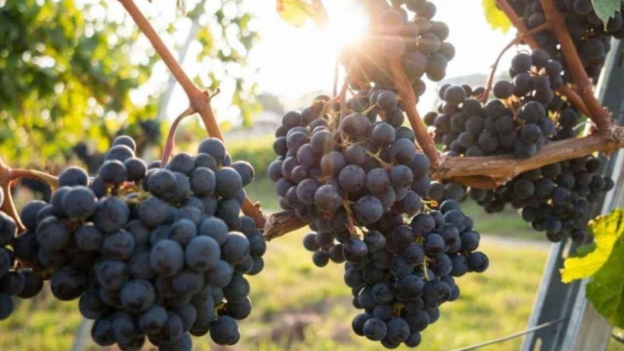 Foto - Ne fındık ne salep! Ünye'nin yeni gözdesi tonlarca satılıyor