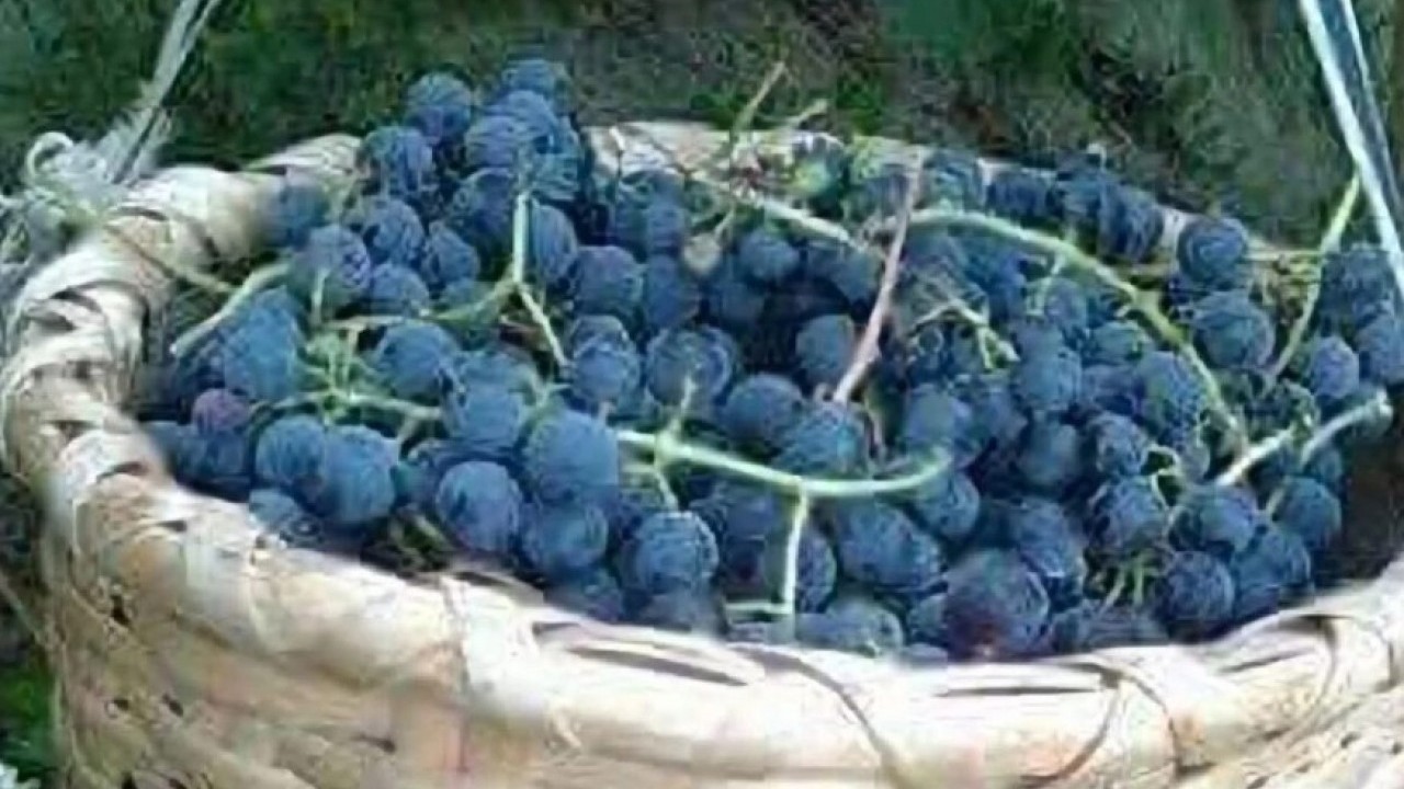 Foto - Ne fındık ne salep! Ünye'nin yeni gözdesi tonlarca satılıyor